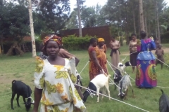 10-Parents-receive-goats